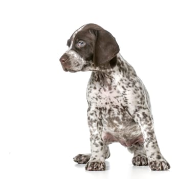 german shorthaired pointer puppy sitting isolated on white background