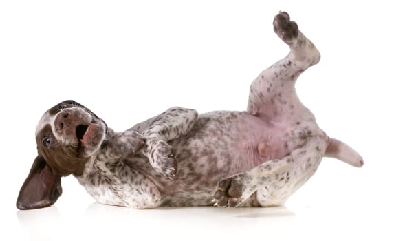 playful puppy - german shorthaired pointer puppy rolling on back isolated on white background