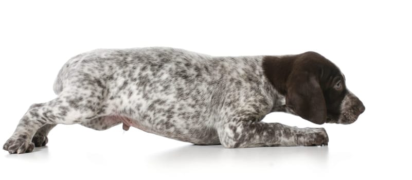 scared puppy - german shorthaired pointer puppy