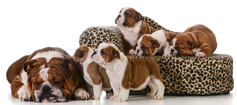 bulldog family - father and five puppies isolated on white background