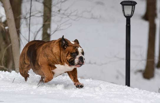 dog in the snow - english bulldog in the snow