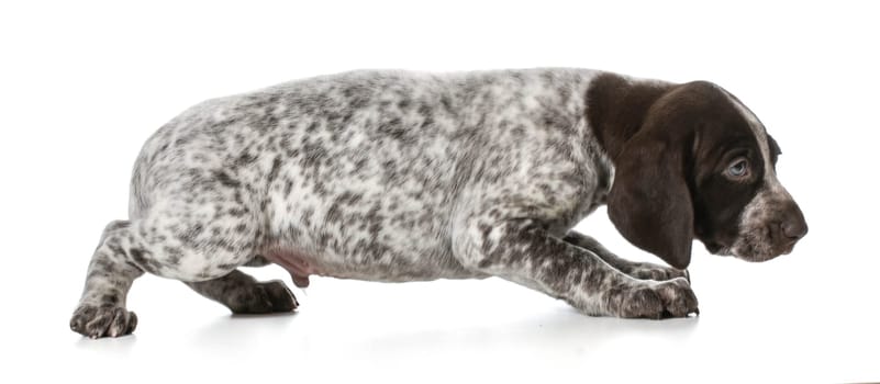 scared puppy - german shorthaired pointer puppy