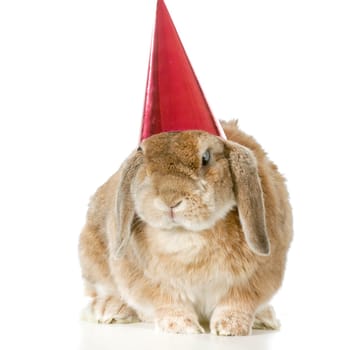 rabbit wearing birthday hat isolated on white background
