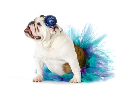 female bulldog wearing a tutu isolated on white background