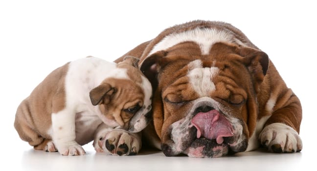 bulldog son whispering secrets to father isolated on white background