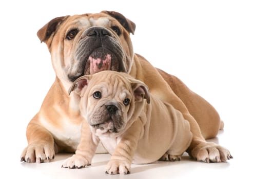 father and son english bulldogs isolated on white background
