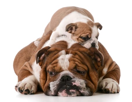 dog father with son laying on his back isolated on white background - 8 weeks old