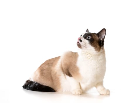 ragdoll cat looking up isolated on white background