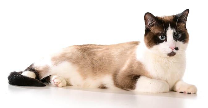 ragdoll cat laying down isolated on white background