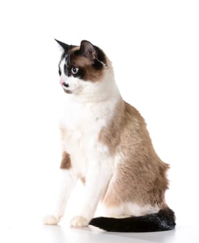 ragdoll cat sitting isolated on white background