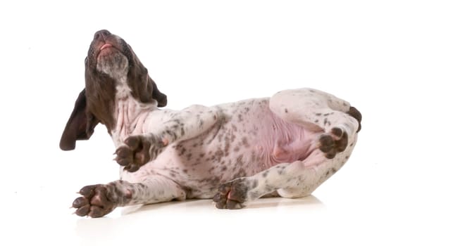 silly puppy - german shorthaired puppy rolling on back isolated on white background