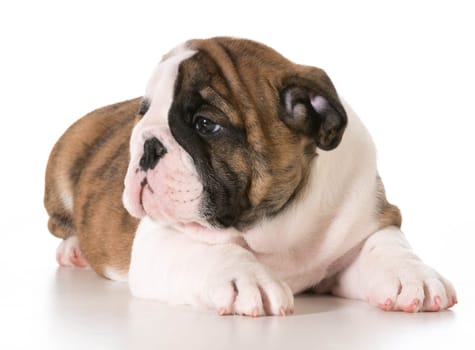 cute puppy - english bulldog puppy laying down - 8 weeks old
