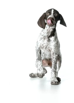 puppy playing - german shorthaired pointer in playful pose isolated on white background