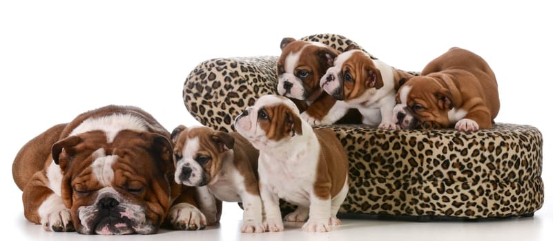 dog family - english bulldog father and five puppies isolated on white background
