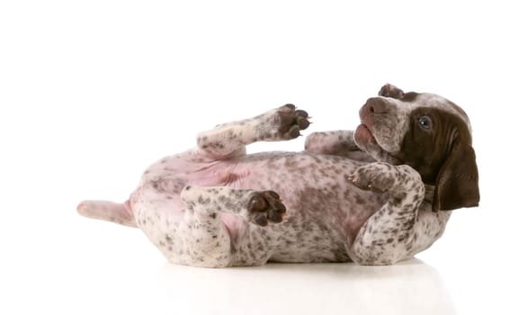 playful puppy - german shorthaired pointer puppy rolling on back isolated on white background