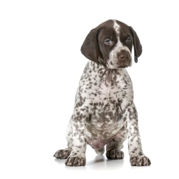 german shorthaired pointer puppy sitting isolated on white background