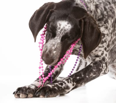 bad dog - naughty german shorthaired pointer chewing on beads isolated on white background