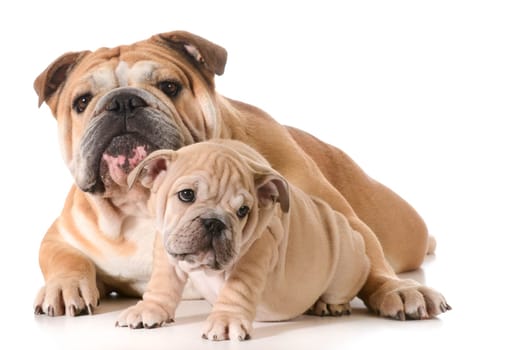 father and son english bulldogs isolated on white background
