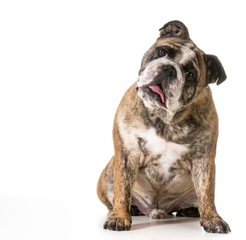 english bulldog looking at viewer isolated on white background - 2 year old brindle male