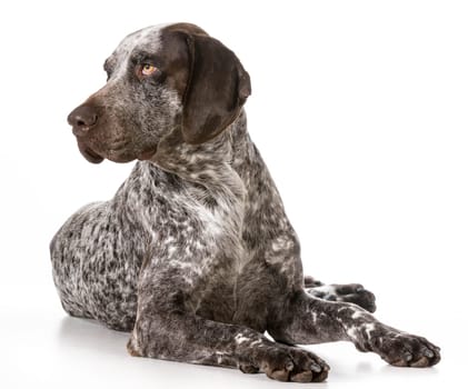 german shorthaired pointer laying down isolated on white background