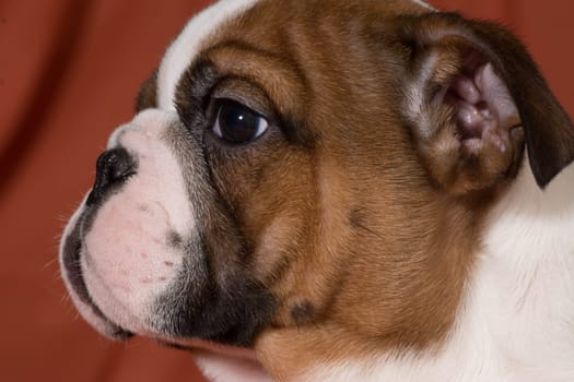 english bulldog puppy close up - 10 weeks old