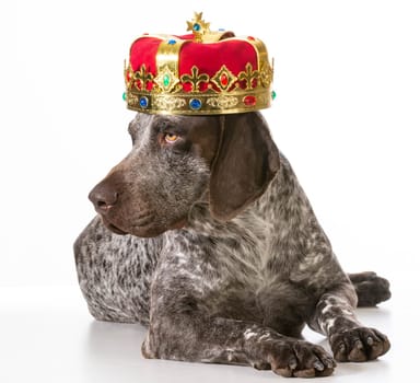 spoiled dog - german shorthaired pointer wearing king crown isolated on white background