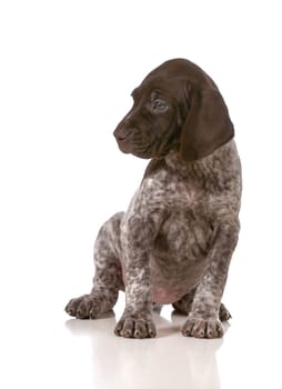 german shorthaired pointer puppy sitting isolated on white background