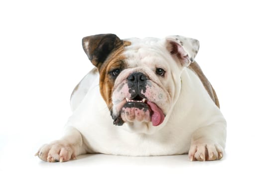 english bulldog with silly expression looking at viewer isolated on white background