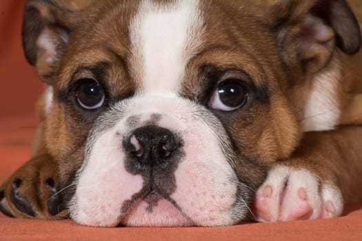 english bulldog puppy laying down close up - 10 weeks old