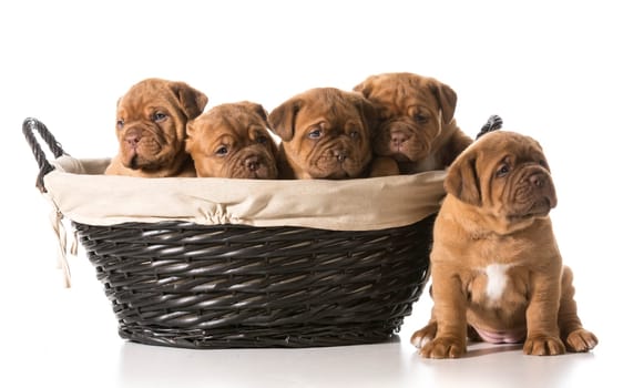 litter of puppies in a basket - dogue de bordeaux - 5 weeks old