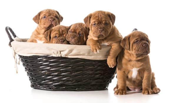 litter of puppies in a basket - dogue de bordeaux - 5 weeks old
