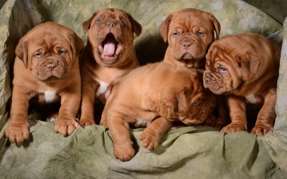 litter of dogue de bordeaux puppies - 5 weeks old