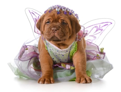 female puppy - dogue de bordeaux puppy wearing princess dress isolated on white background - 5 weeks old