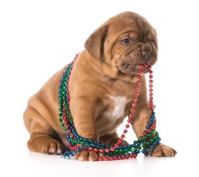 female puppy - dogue de bordeaux with necklace in her mouth isolated on white background
