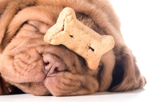 dog with a bone - dogue de bordeaux puppy with a dog buscuit on her nose