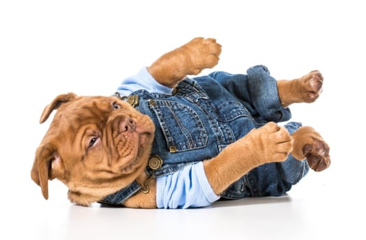 male puppy - dogue de bordeaux wearing cute overalls isolated on white background