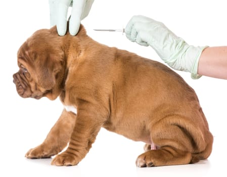 veterinary care - dogue de bordeaux being microchipped isolated on white background - 6 weeks old