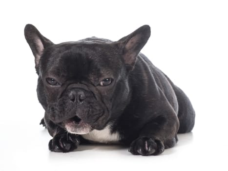 french bulldog with funny expression laying down isolated on white background