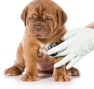veterinary care - dogue de bordeaux being examined by veterinarian isolated on white background