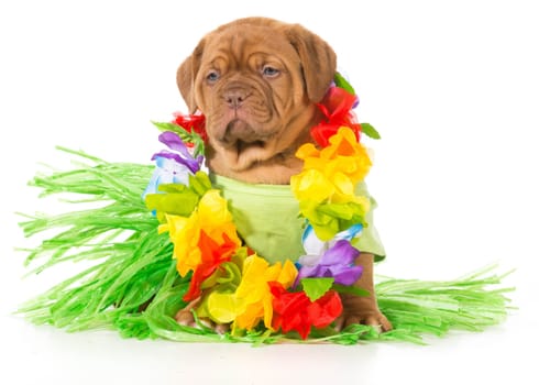 hula dog - dogue de bordeaux wearing grass skirt and lei