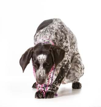 bad dog - naughty german shorthaired pointer chewing on beads isolated on white background