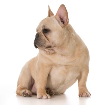 french bulldog sitting looking to the side isolated on white background