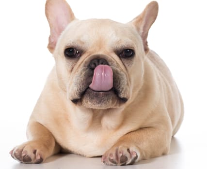 french bulldog laying down isolated on white background
