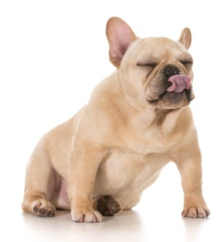 dog licking lips - french bulldog licking lips isolated on white background