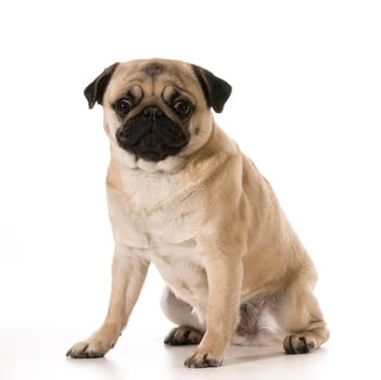 pug sitting isolated on white background