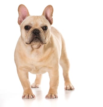 french bulldog standing isolated on white background