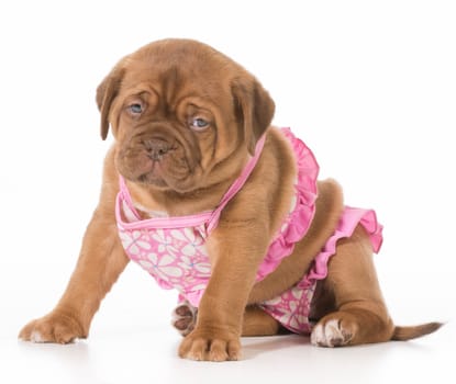 female puppy - dogue de bordeaux wearing pink bikini isolated on white background - 6 weeks old