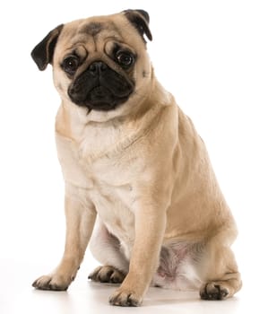 pug looking at viewer sitting isolated on white background