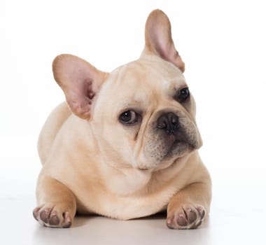 french bulldog laying down isolated on white background