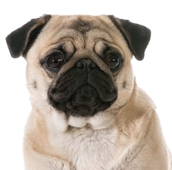pug head portrait isolated on white background